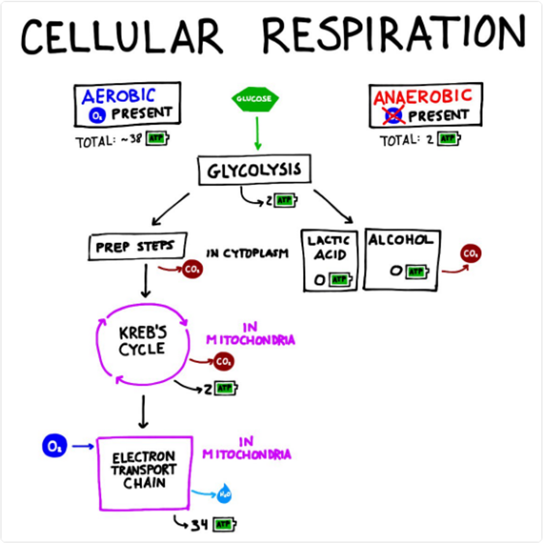 <ul><li><p>glycolysis</p></li><li><p>Krebs cycle</p></li><li><p>electron transport chain</p></li></ul>