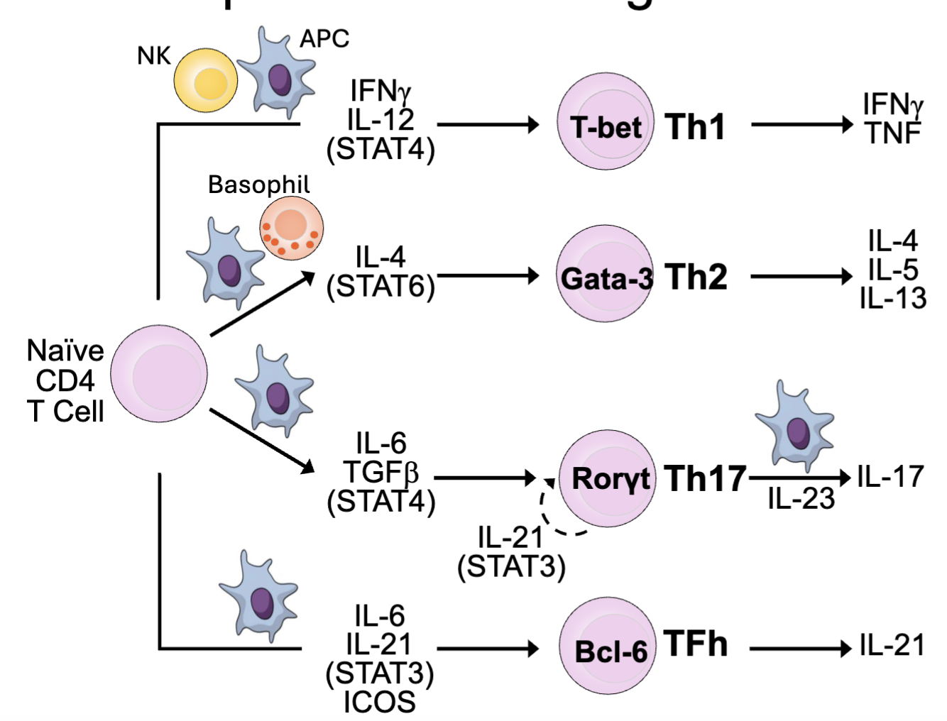<p>TH1:&nbsp;<span><span>Protection vs. intracellular bacteria, viruses</span></span><br><span><span>→Macrophage, NK, CTL</span></span></p><p><span><span>TH2:&nbsp;Protection vs. parasites</span></span><br><span><span>→Eosinophils, ILC2</span></span></p><p><span><span>TH17: Protection vs. fungi, extracellular bacteria</span></span><br><span><span>→Epithelium, neutrophils</span></span></p><p><span><span>TFh: B cell help</span></span></p><p></p><p>in pink: master transcription factor</p><p>need IL-23 to make IL-17</p>