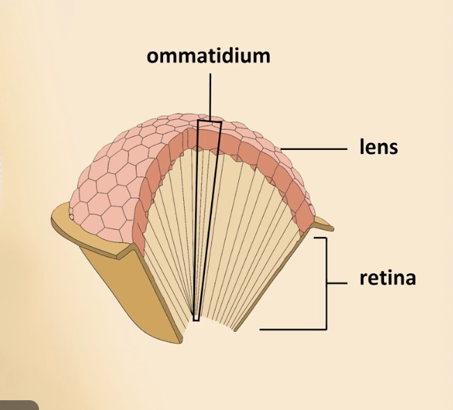 <p>arthropods</p><p>made of many ommatidia: tiny light-capturing ind arrangements of tubule units</p><p>good 4 detecting movement at close dis</p>