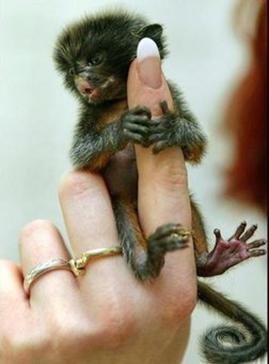 <p>(adj.) small, smaller than most others of the same type</p>