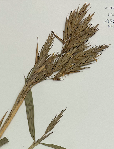 <p>Poales</p><p><span style="background-color: transparent;"><span>Poaceae</span></span></p>