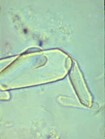 <p><span>This structure is often present in increased amounts when ethylene glycol toxicity is suspected; however, this structure can also be present in small numbers in healthy animals due to their diet. What is this structure found in the urine sediment of a cat?</span></p>