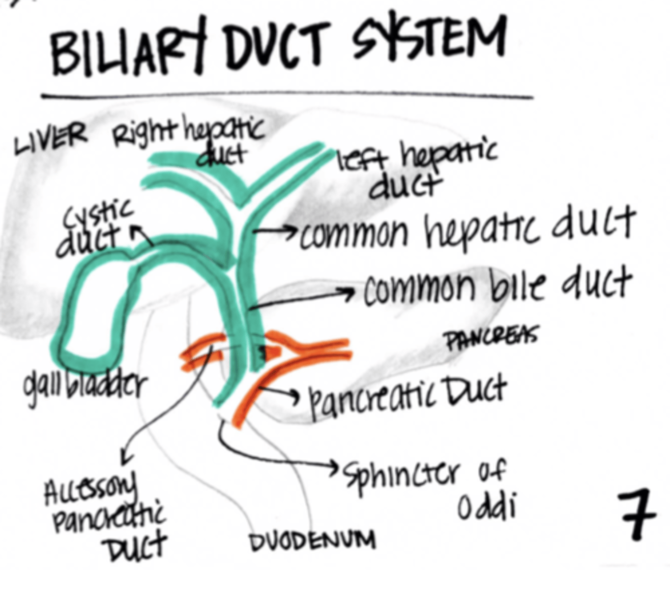 <p>biliary duct system</p>