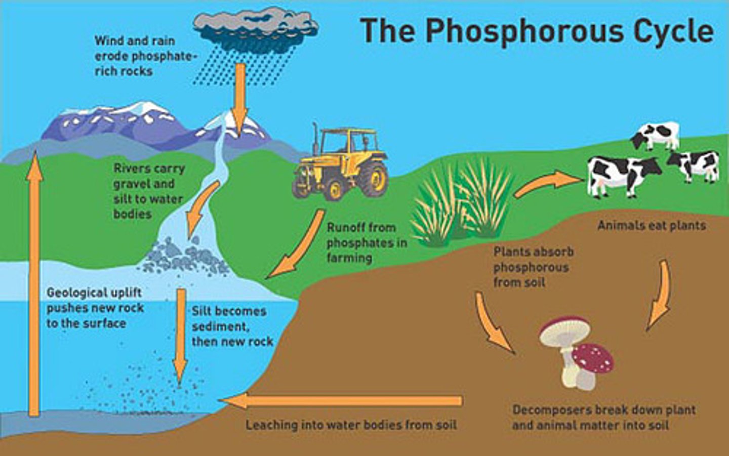 <p>The movement of phosphorus atoms from rocks through the biosphere and hydrosphere and back to rocks.</p>