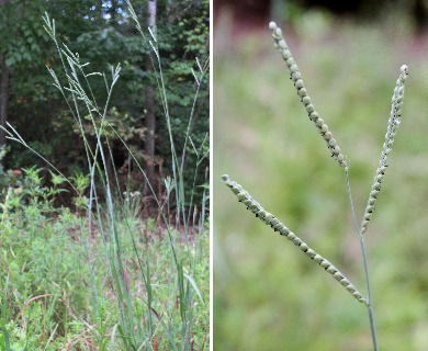 Florida paspalum