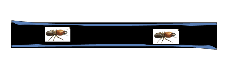 <p><span>- Most destructive termites in U.S.</span></p><p><span>-Largest problem in Southeast</span></p><p><span>-Require high moisture in wood</span></p><p><span>-Build shelter tubes (high H<sub>2</sub>O, low predation)</span></p><p><span>-Workers creamy white (1/4 to 3/8 inches)</span></p><p><span>-Often </span><u><span>line excavated galleries with excrement mix (waste lined tunnels)</span></u></p>