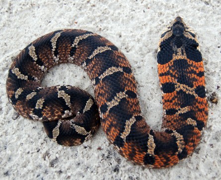 <p>Eastern hog-nosed snake</p>