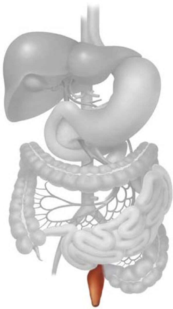 <p>This picture shows which part of the digestive system?</p>