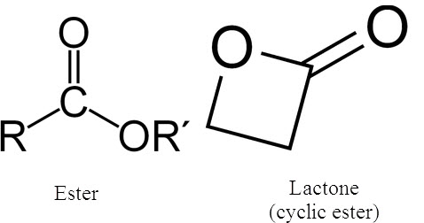 <p>esters/lactones </p>