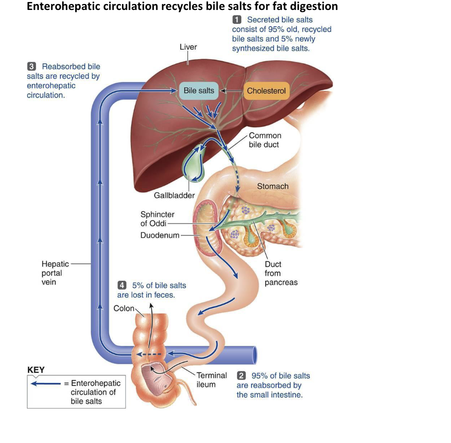 <p>The image illustrates the enterohepatic circulation, which is how bile salts are recycled in the body to help digest fats. </p><p></p><p>1.  The <u>liver makes bile salts.</u></p><p>2.  Bile salts are <u>used in the small intestine to digest fats.</u></p><p>3.  <u>Most</u> (95%) of the bile salts <u>are reabsorbed in the small intestine.</u></p><p>4.  The <u>reabsorbed bile salts go back to the liver.</u></p><p>5.  A <u>small amount (5%) of bile salts are lost in feces.</u></p><p></p><p>This cycle <em>helps the body efficiently use bile salts for fat digestion.</em></p>