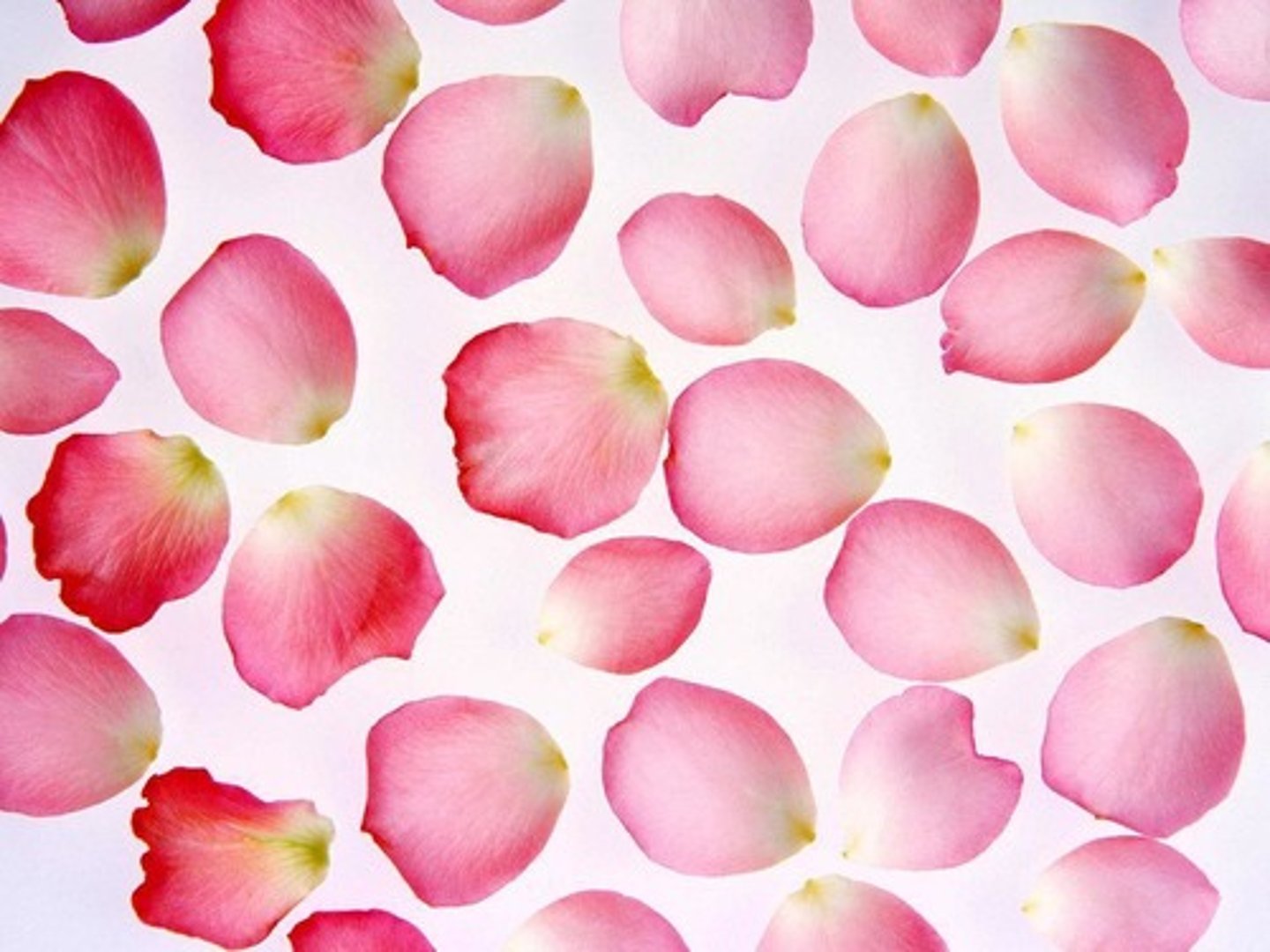 <p>modified leaves that surround the reproductive parts of flowers. They are often brightly colored.</p>