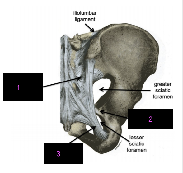 <p>name the labeled ligaments</p>
