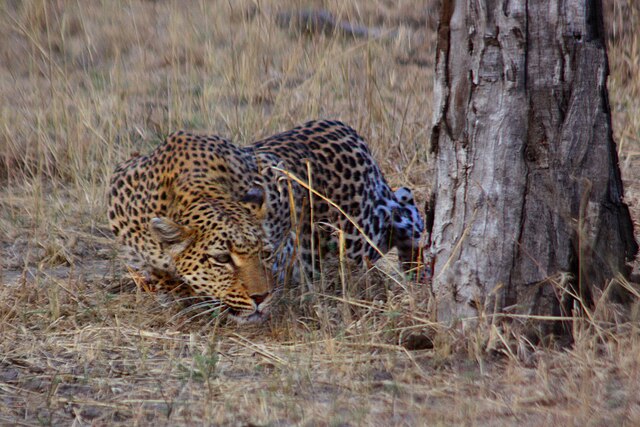 <p><span>when an animal follows its prey stealthily until it's time to pounce. Greater search time but less pursuit.</span></p>