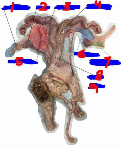 <p>Give the specific name of the part of the organ labelled #5 and the specie it came from</p>