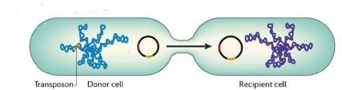 <p>What type of bacterial transfer is shown in the image?</p>