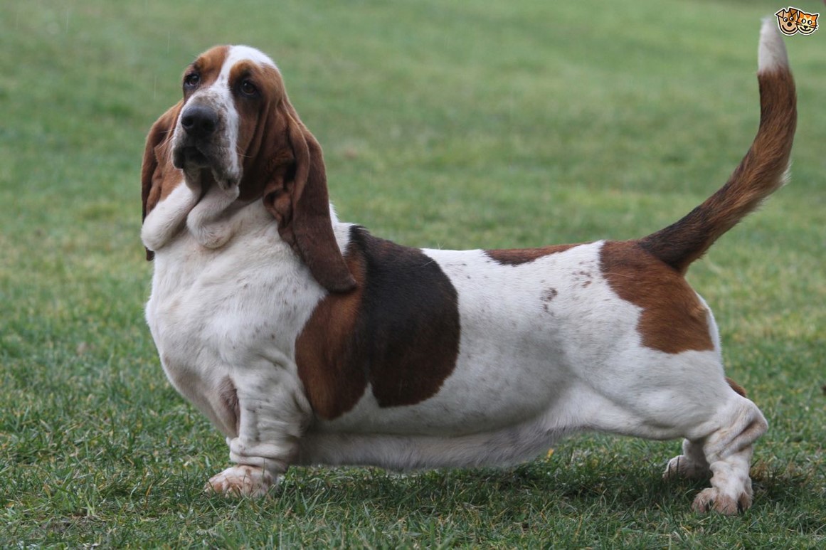 <p>Basset hound</p>