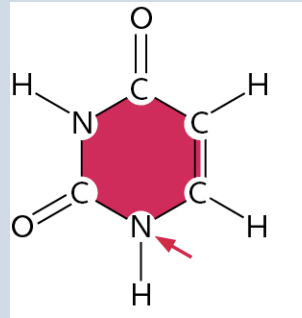 <p>(It is a Pyrimidine)</p>