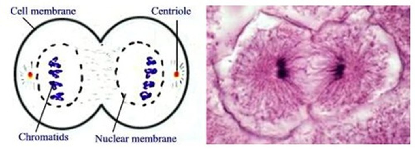 <p>The 4th and final stage of mitosis, in which daughter nuclei are forming, plasma membrane begins to fold into cleavage furrow</p>
