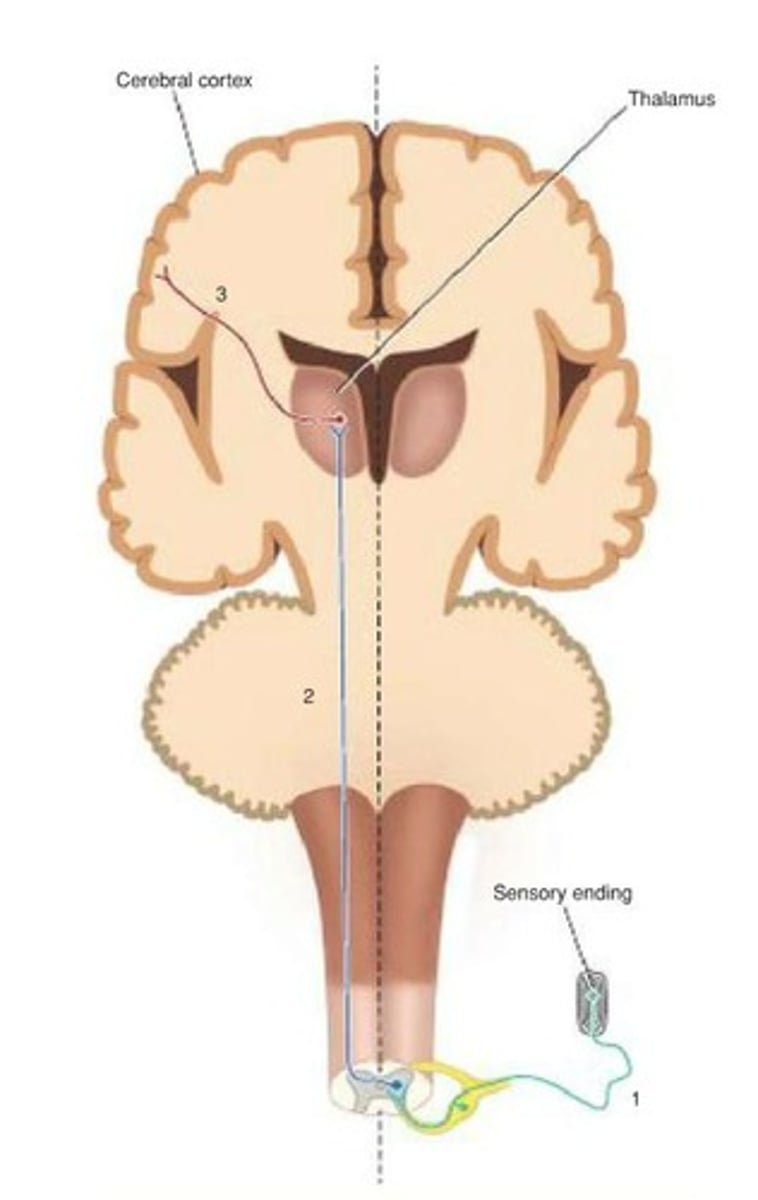 <p>Sensory neurons enter the spinal cord → cross to the opposite side → ascend to the thalamus → projects to the somatosensory cortex.</p>