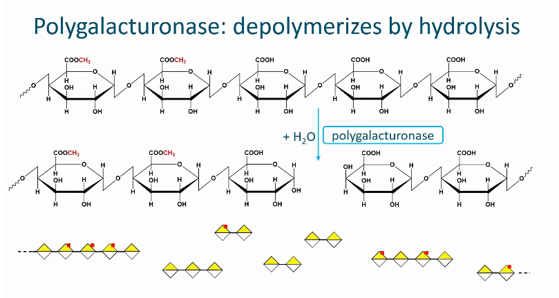 <ul><li><p>A glycoside hydrolase</p></li><li><p>The enzymes hydrolyzes the glycosidic linkage next to a galactronic acid with a free carboxyl group (uses a water molecule)</p></li><li><p>Therefore, pectin with a low degree of methyl esterification is degraded by this enzyme</p></li></ul><p></p>