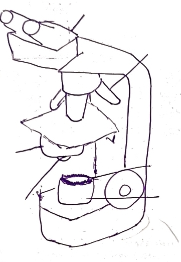 <p>ocular</p>