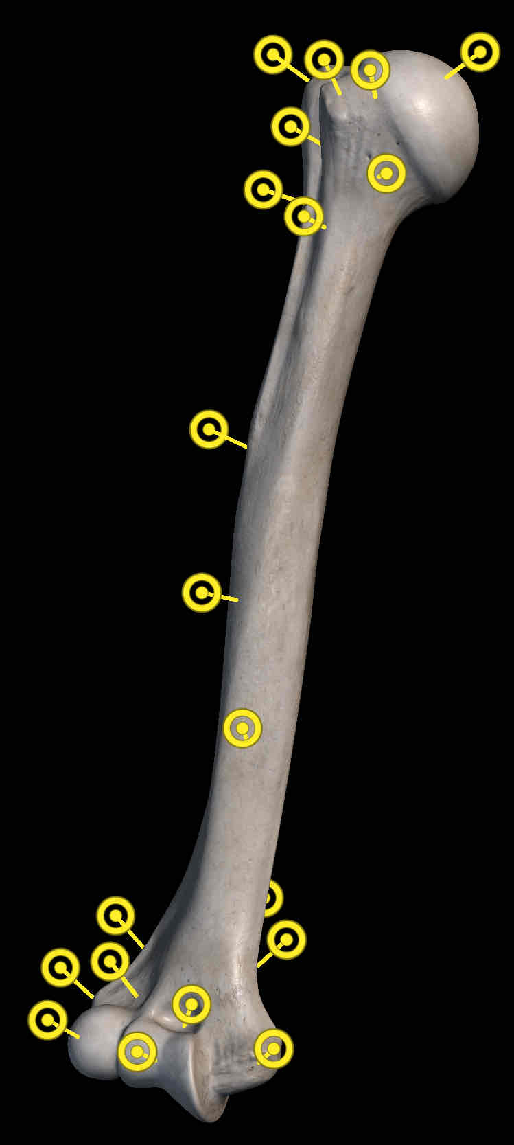 <p>Name the bone</p>