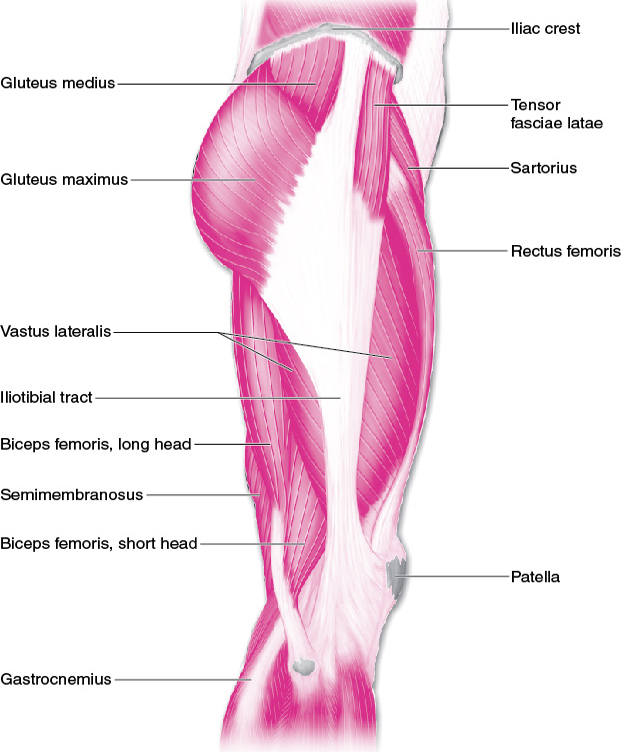 <p>role of lateral musculature is primarily hip abduction</p>