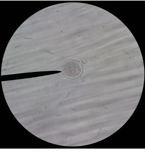 <p>What is another name for the species in this image?</p>