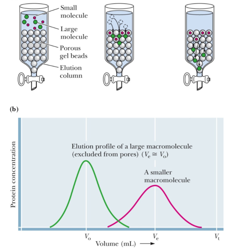 <ul><li><p>Vo: void volume, anything larger than column’s fractional range goes straight through</p></li><li><p>Ve: elution volume of molecule</p></li><li><p>Vt: total volume of column</p></li></ul>