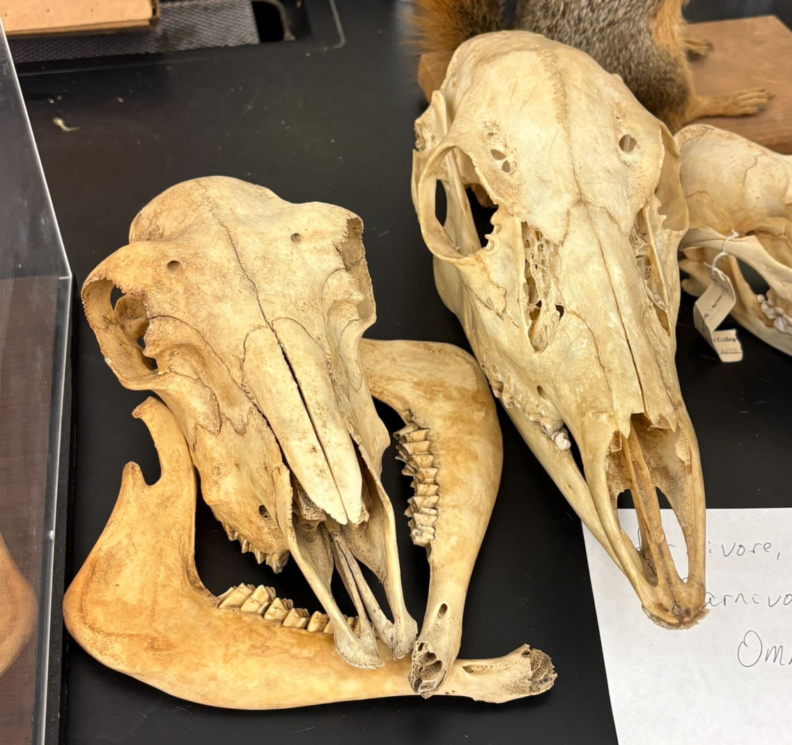 <p>What type of feeding </p>