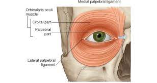<p>eye area/orbit of eye</p>