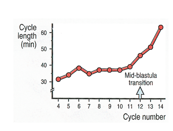 <ul><li><p>Until the cell cycle 12</p></li></ul><p><em>similar event also in Drosophila</em></p>