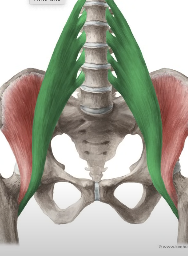 <p>flex the thigh</p>