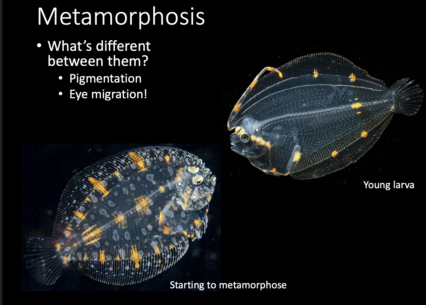 <p>How do Marine organisms perform metamorphosis? </p>