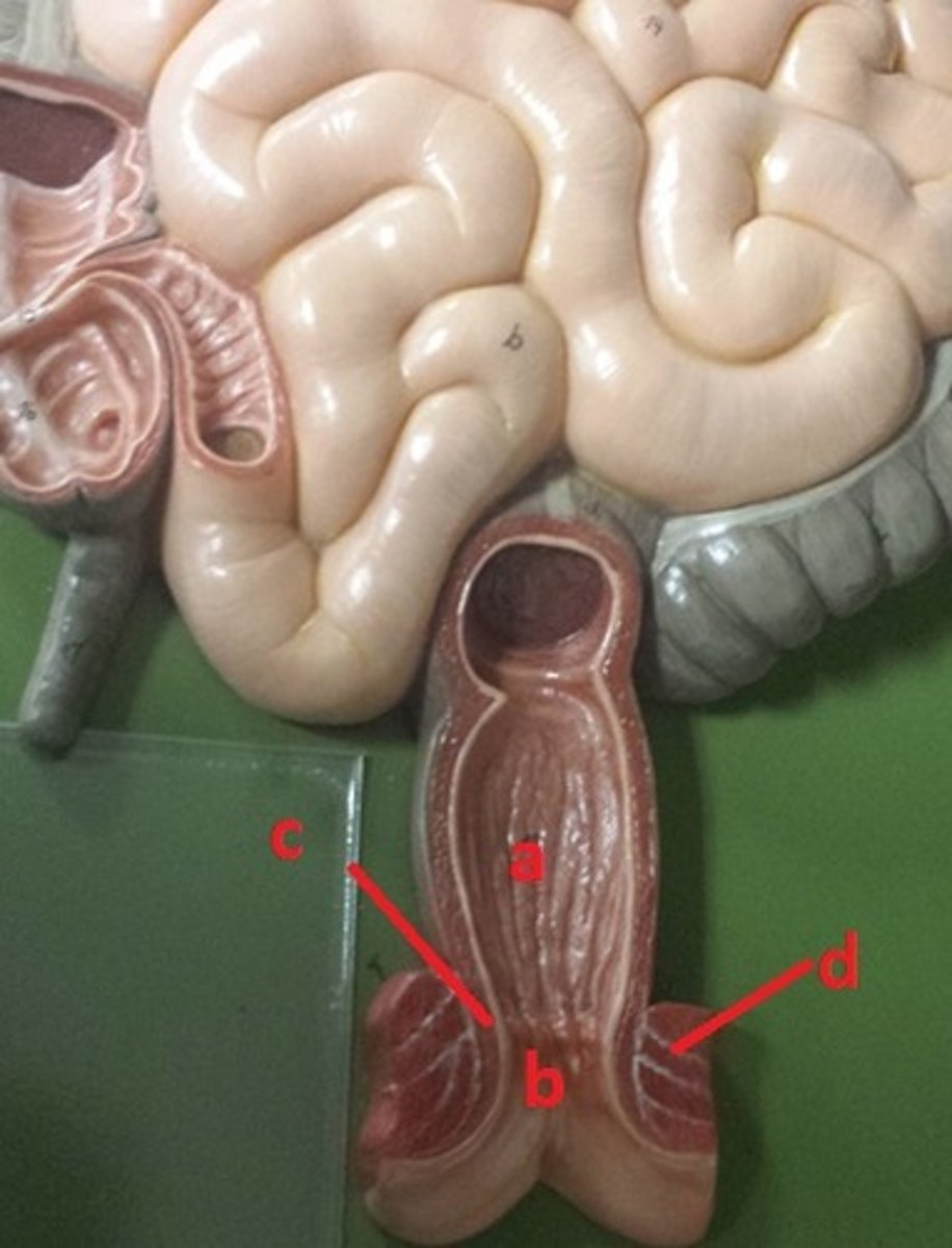 <p>What nerve innervates the structure labeled c?</p>