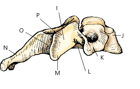 <p><span>The structure labeled N is:</span></p>