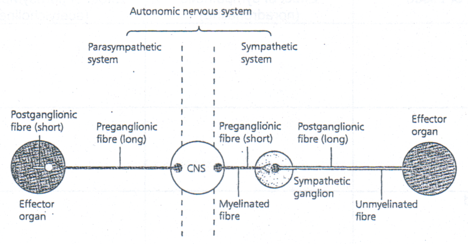 <p>parasympathetic</p><ul><li><p>long preganglionic fibre</p></li><li><p>short postganglionic fibre</p></li><li><p>ganglion in the effector (more specific)</p></li><li><p>acetylcholine released at synapse</p></li><li><p>acetylcholine released at junction with effector</p></li><li><p>few nerves leading out of CNS</p></li></ul><p>sympathetic</p><ul><li><p>short preganglionic fibre</p></li><li><p>long postganglionic fibre</p></li><li><p>ganglion in the adrenal medulla</p></li><li><p>acetylcholine released at synapse</p></li><li><p>noradreanline released at junction with effector</p></li><li><p>many nerves leading out of CNS</p></li></ul><p></p>