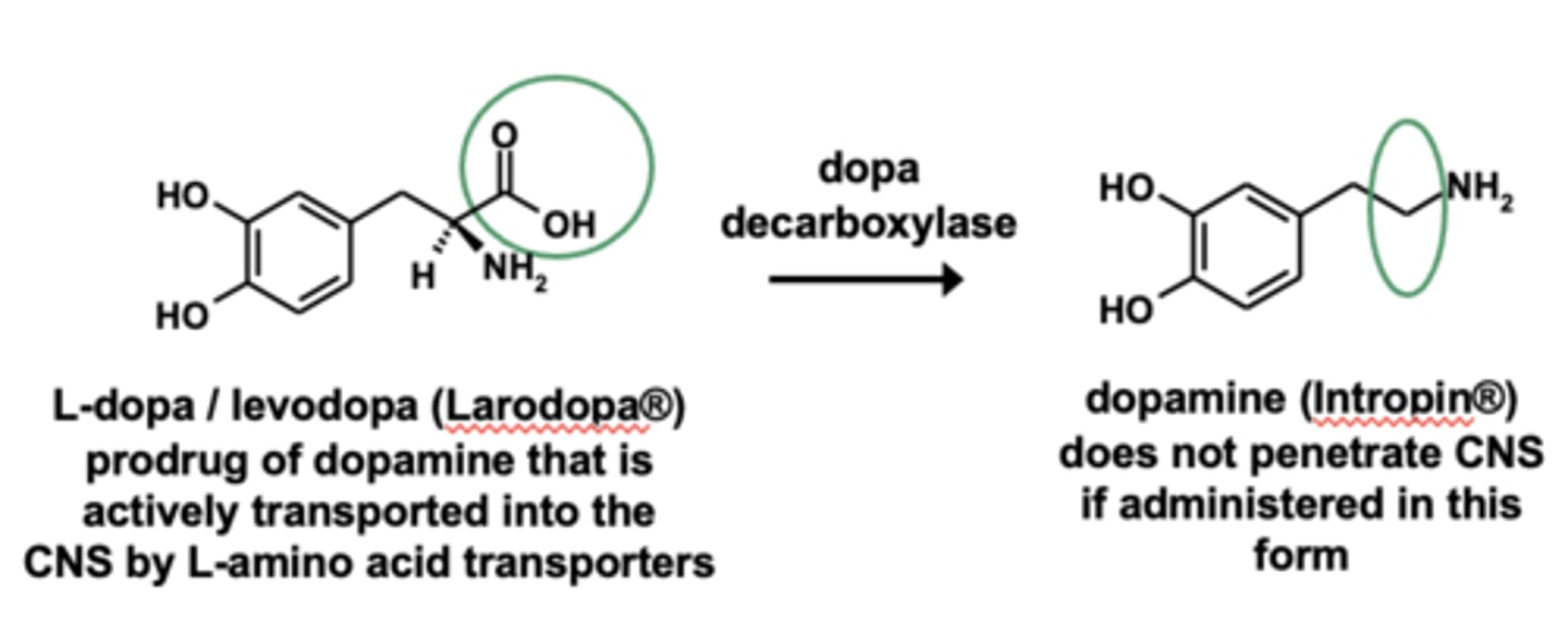<p>- <strong>levodopa is the prodrug</strong> of dopamine </p><p>- dopamine is not able to peneratrate the CNS</p>