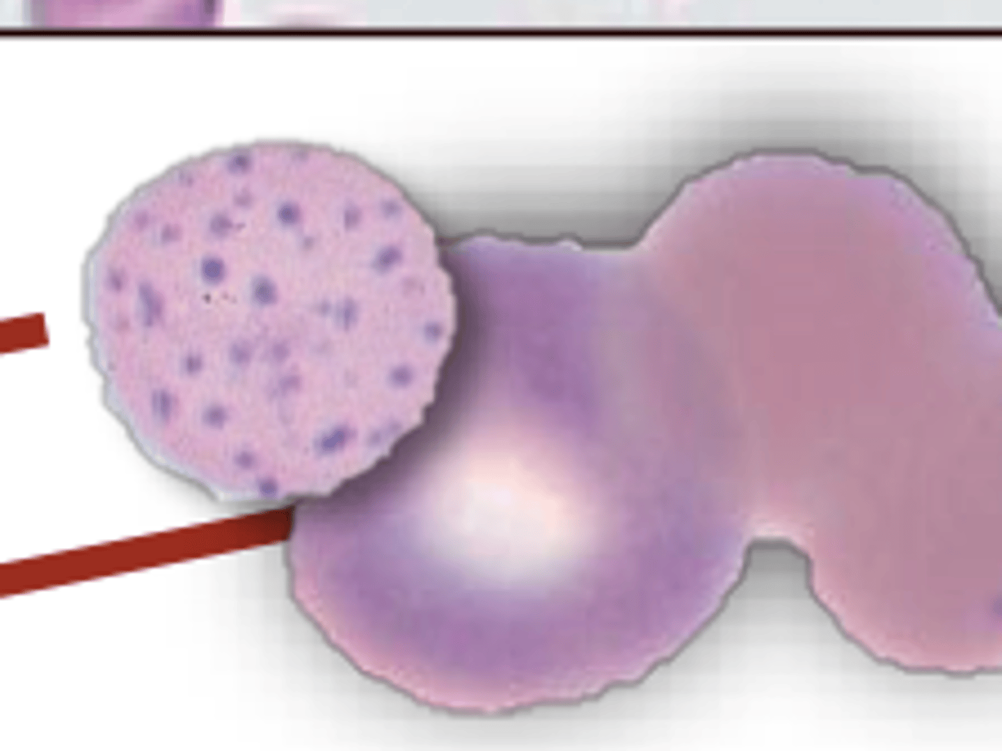 <p>Which animal will have Basophilic stippling in regenerative anemia?</p>