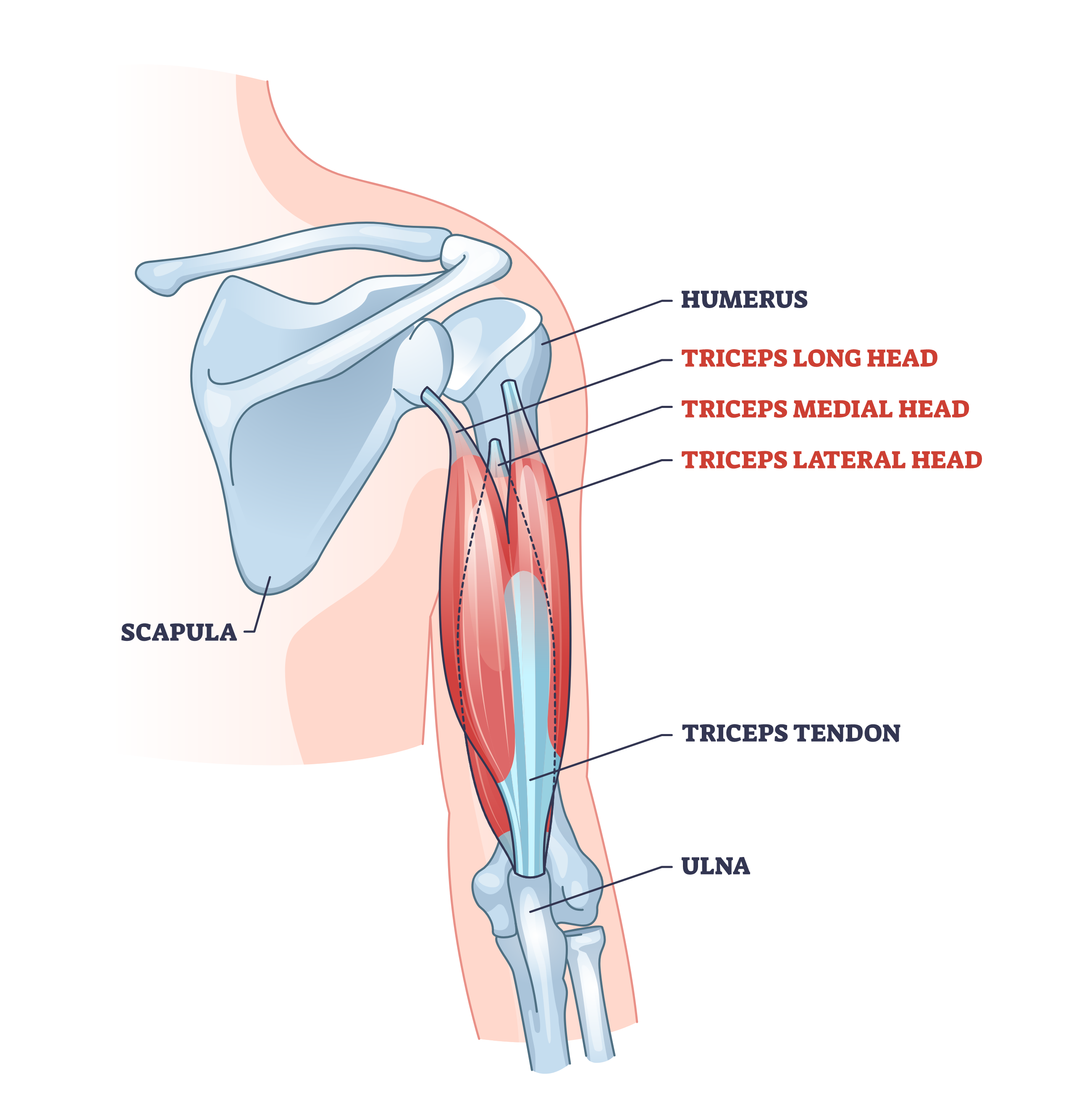 <p>Deep to the long and lateral heads visible on cross-sections as the innermost muscle mass of the posterior arm.</p>