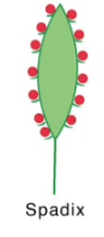 <p>Spadix</p>