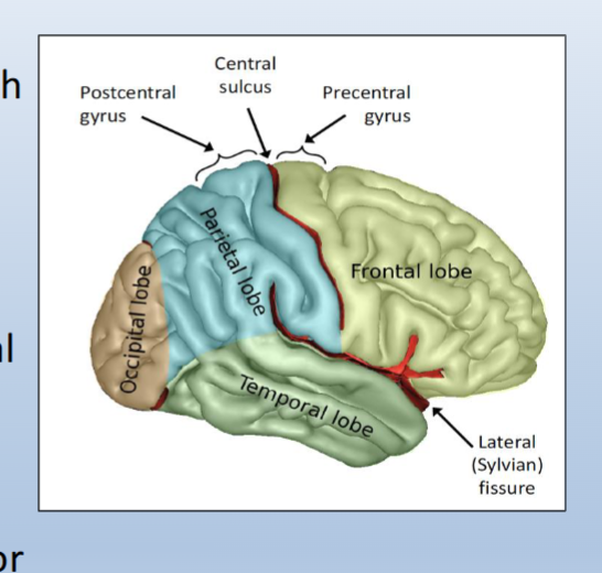 <p><span>Postcentral gyrus:</span><br><span>• Directly caudal to the central sulcus</span><br><span>• Contains the primary somatosensory cortex, which processes touch and pain information</span></p><p><br><span>Precentral gyrus:</span><br><span>• Directly rostral to the central sulcus</span></p><p><br><span>• Contains the primary motor cortex, which helps plan movements and sends motor (movement) signals to the spinal cord</span></p>