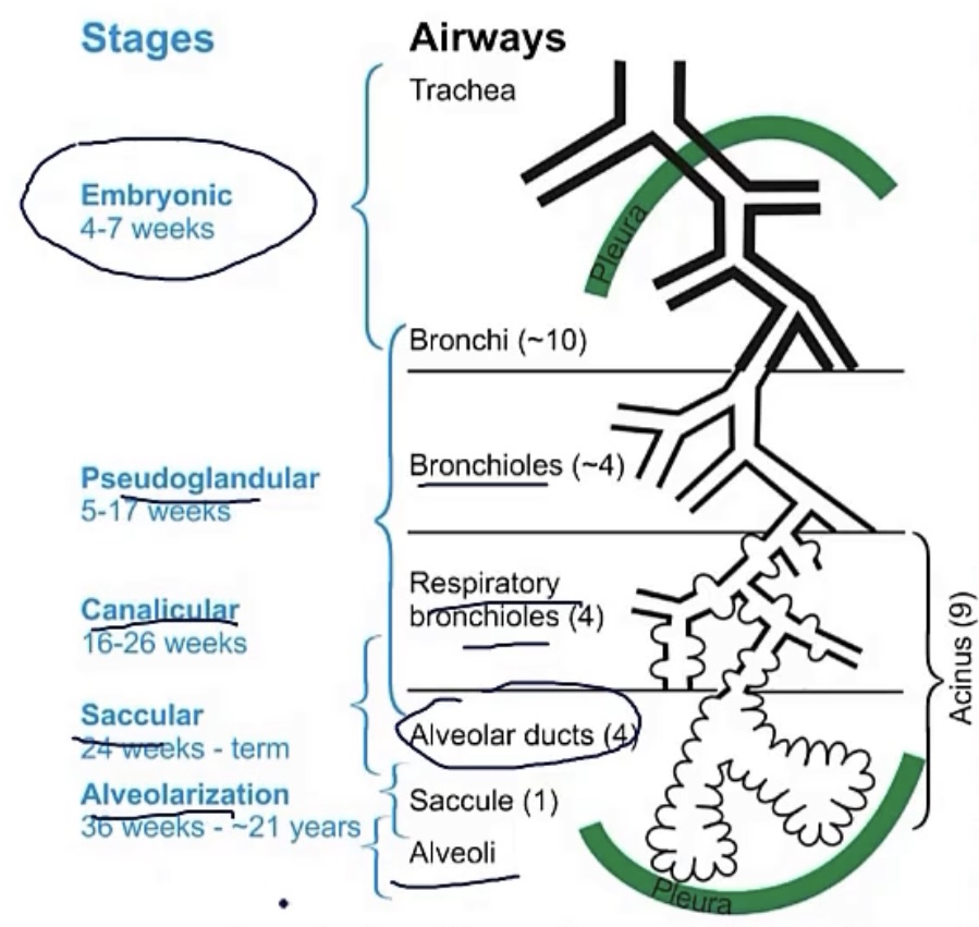 <p>-4; after birth</p><p>-respiratory bronchioles and alveoli</p><p>-10</p>