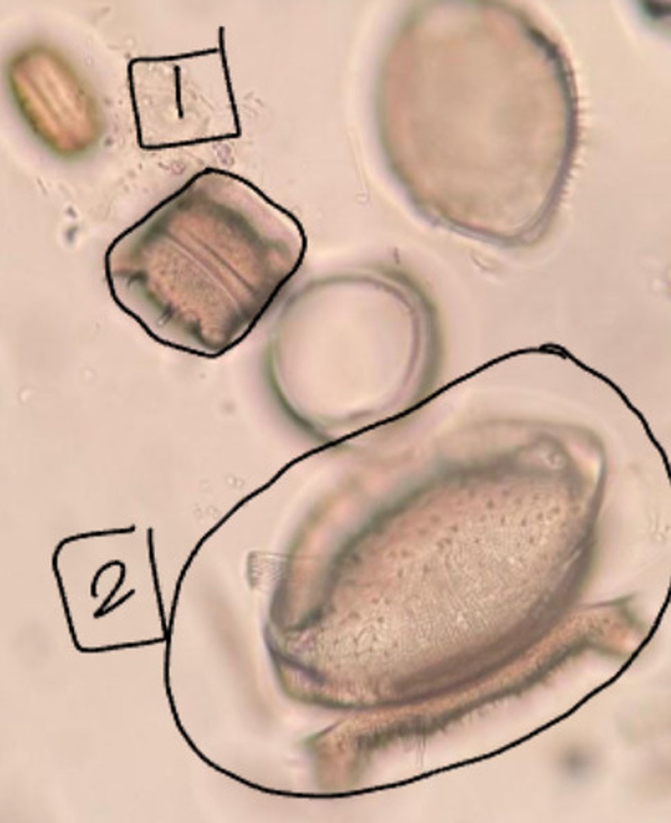 <p>A. Domain, Kingdom, Primary Clade, Secondary Clade</p><p>B. List the characteristics.</p>