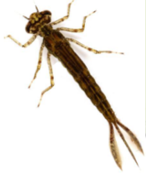 <p>Name the suborder</p>