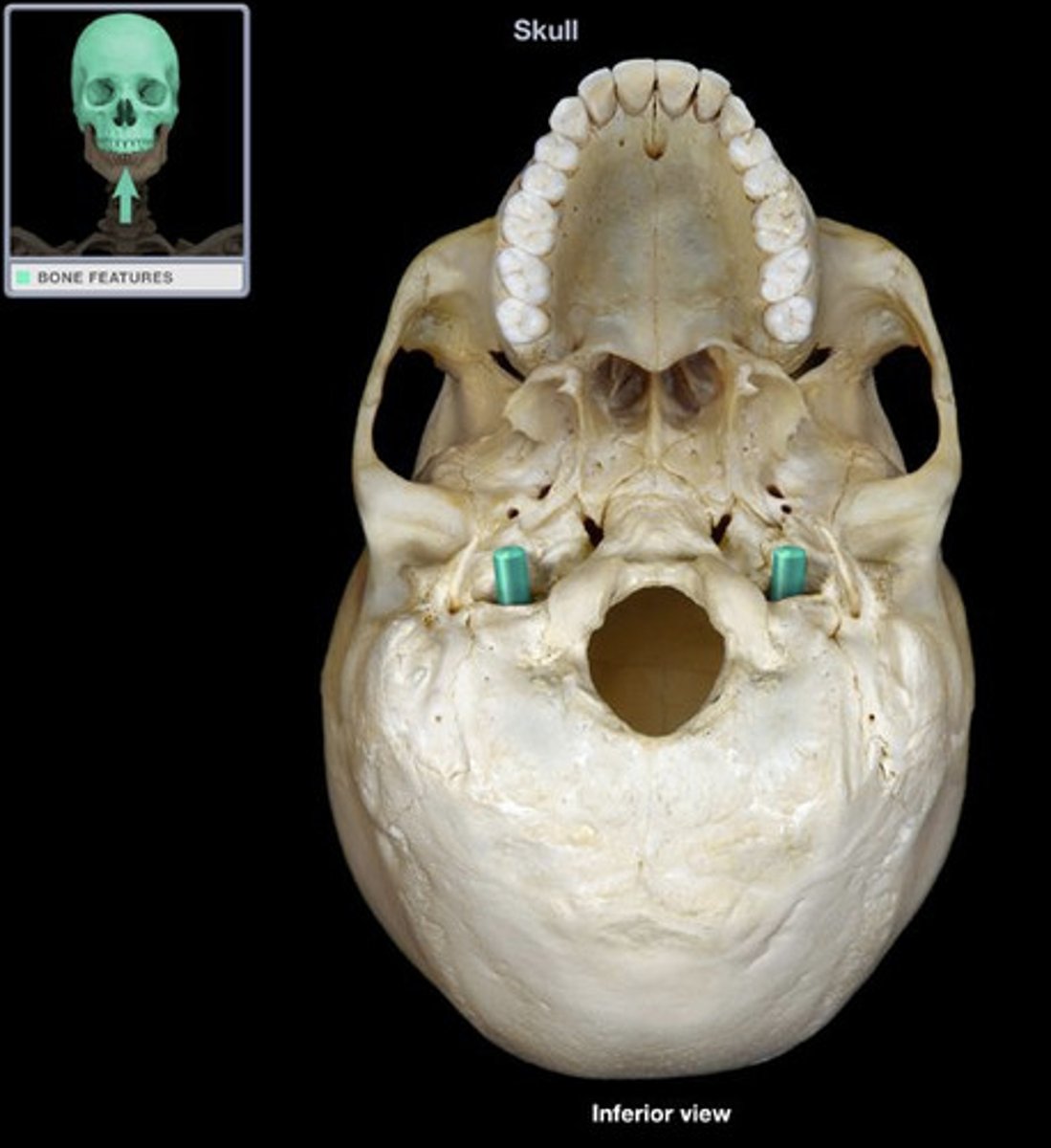 <p>cranial bones</p>