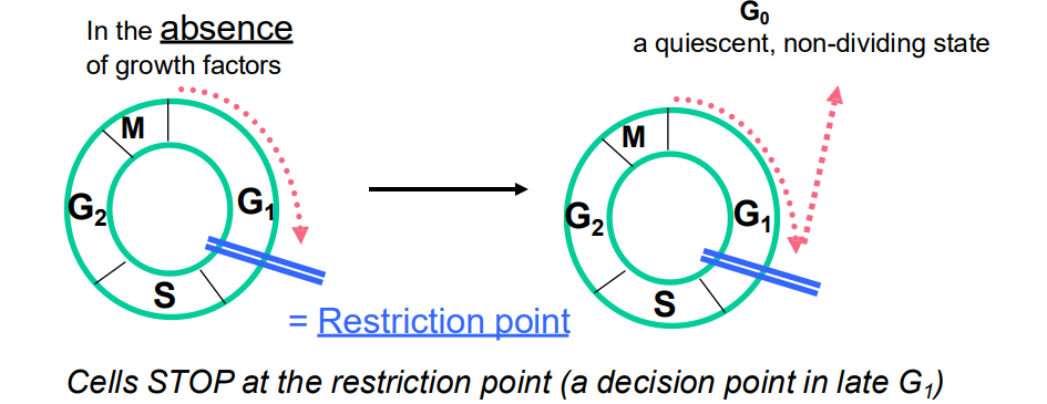<p>Regulation of Cell Cycle by Extracellular Signals</p>