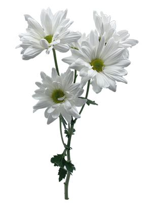 <p>Daisy Pompon Chrysanthemum</p>