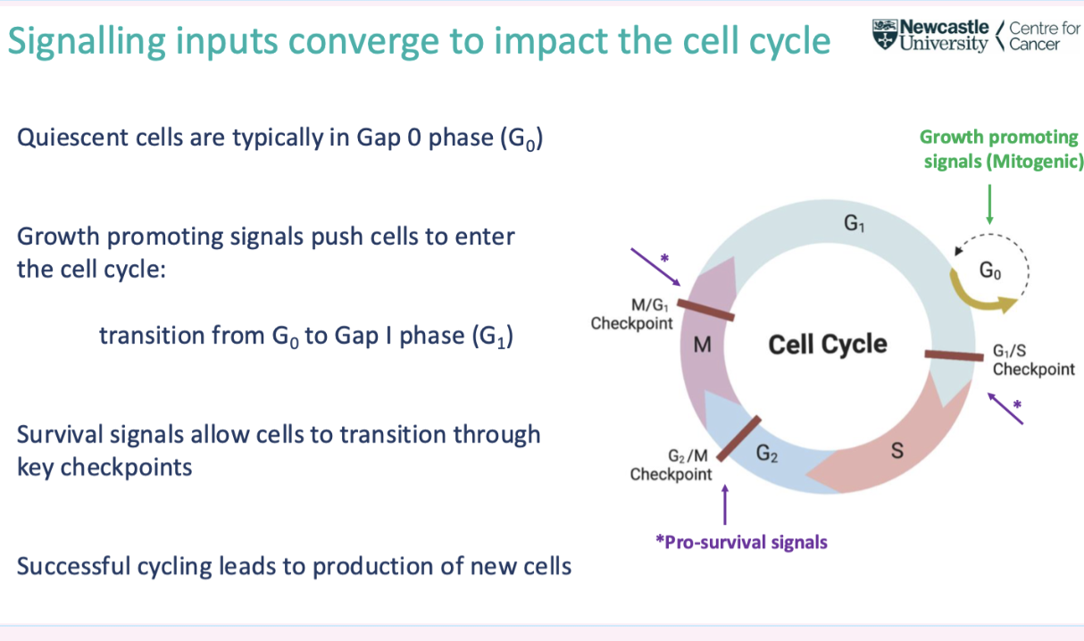 <p><span style="background-color: inherit; line-height: 22px; color: windowtext;"><span>Mitogenic signal- drives cell through mitosis&nbsp;</span></span><span style="line-height: 22px; color: windowtext;"><span>&nbsp;</span></span></p><p class="Paragraph SCXO115238867 BCX0" style="text-align: left;"><span style="background-color: inherit; line-height: 22px; color: windowtext;"><span>Lots of cells in G0 phase- need mitogenic signal to enter G1</span></span><span style="line-height: 22px; color: windowtext;"><span>&nbsp;</span></span></p><ul><li><p class="Paragraph SCXO115238867 BCX0" style="text-align: left;"><span style="background-color: inherit; line-height: 22px; color: windowtext;"><span>G1 prepare for division- generate organelles to prepare for S phase</span></span><span style="line-height: 22px; color: windowtext;"><span>&nbsp;</span></span></p></li><li><p class="Paragraph SCXO115238867 BCX0" style="text-align: left;"><span style="background-color: inherit; line-height: 22px; color: windowtext;"><span>Checkpoints need to be reached to enter next phase&nbsp;</span></span><span style="line-height: 22px; color: windowtext;"><span>&nbsp;</span></span></p></li></ul><p></p>