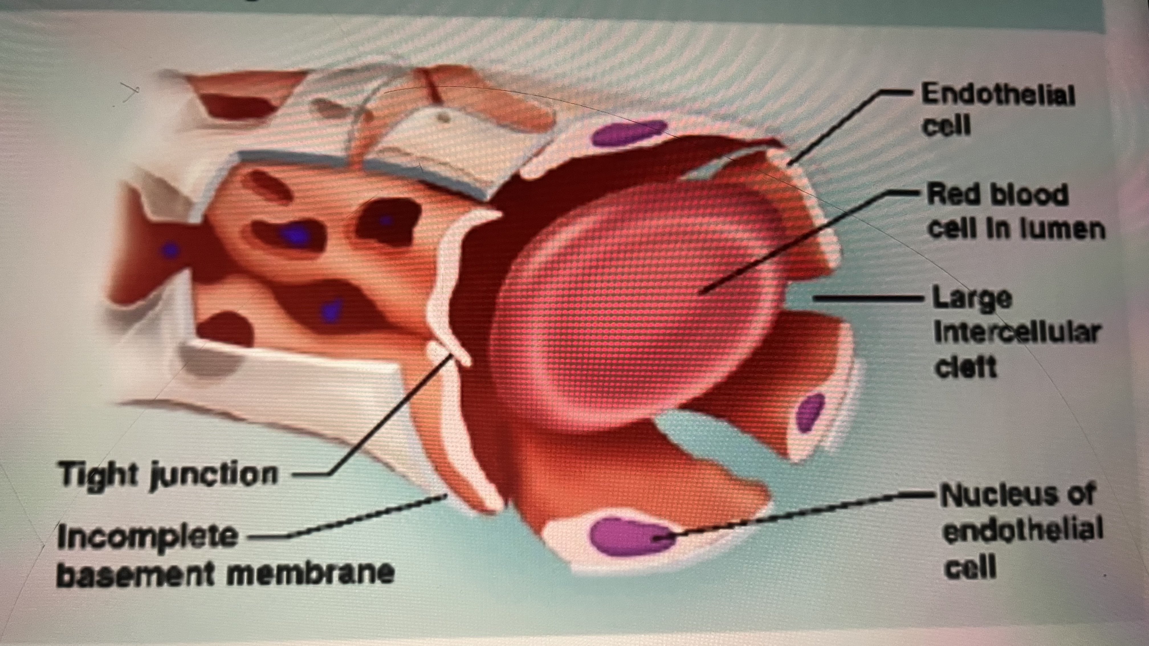 <p>Liver, bone marrow, spleen,</p><p>Irregularly shaped, incomplete basement junction </p><p>MOST PORUS</p><p>MOST PERMABLE LIMITED LOCATION</p>